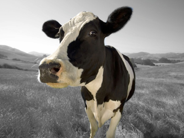 Cow-selfie